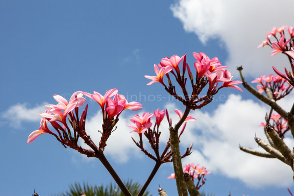 Franzipani