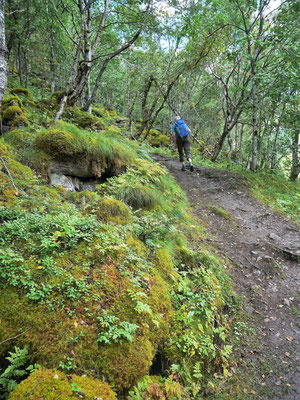 Danach ging es in den bewaldeten, ansteigenden Abschnitt zur Alm Homlongsætra.