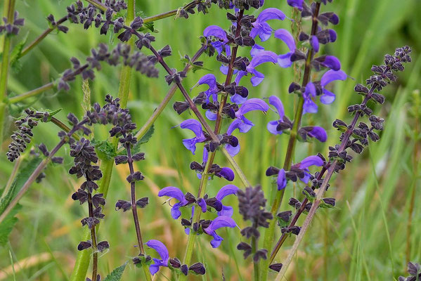 Wiesensalbei (Foto: naturgucker.de (R. Jantz])