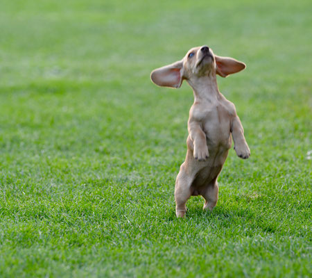 Tiere