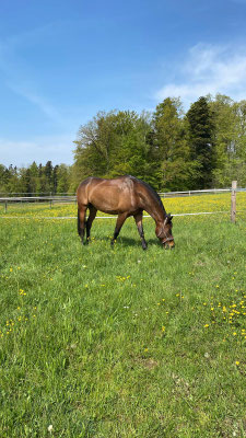 auf der Weide