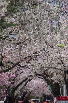 成城北の桜並木