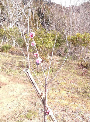 小さなハナモモの花