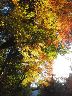 参道の紅葉