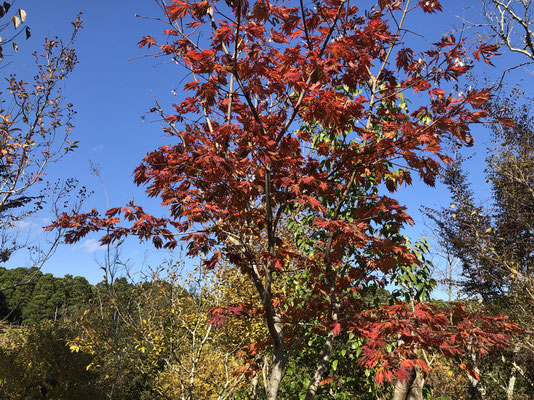 樹木葬地には赤と黄色の紅葉があります。こちらは孔雀紅葉