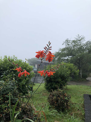 雨に濡れるヒメオウギズイセン