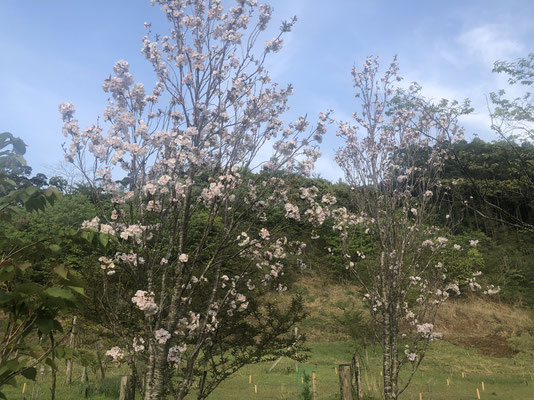 樹木葬地の桜が一番遅い桜です。