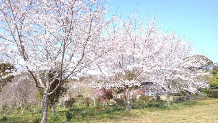 樹木葬地脇の桜