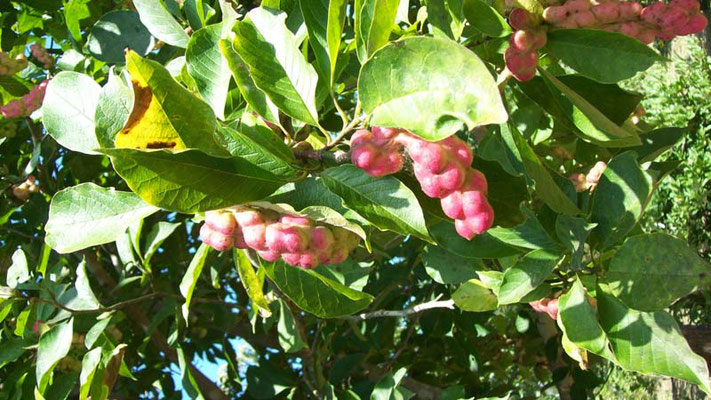 樹木葬地にあるヒメコブシの実が沢山実っています。