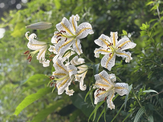 山百合の花