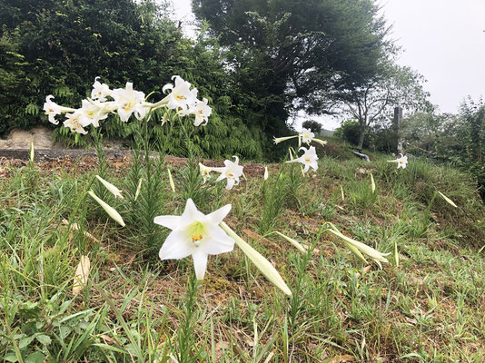 お盆の時期参道に咲いてくれる百合の花