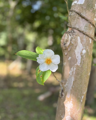 ヒメシャラの花
