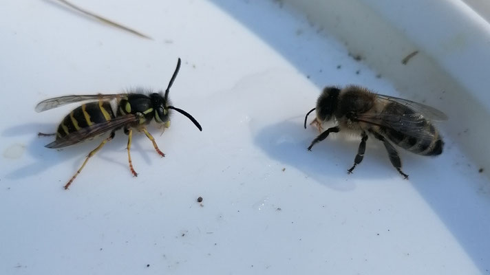 A gauche guêpe germanique (Vespula germanica), à droite Abeille mellifère