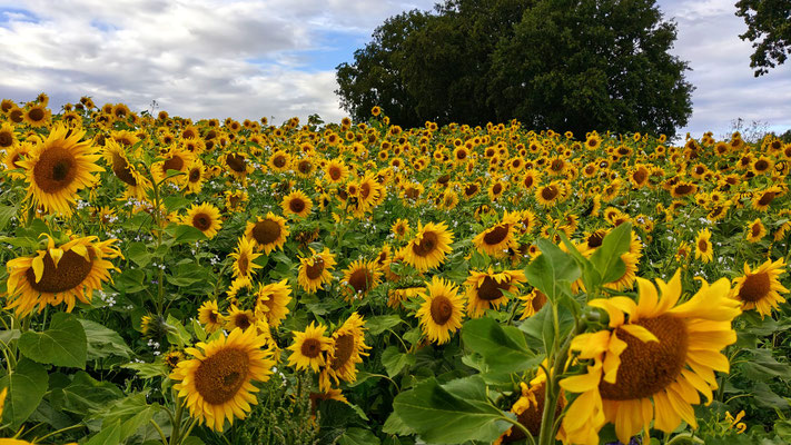 Champ de tournesols.