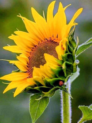 Gros plan d'un fleur de tournesol à peine éclose.