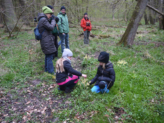 Die Kindern bewundern die Hohe Primel.: Foto: Michael Wetzel