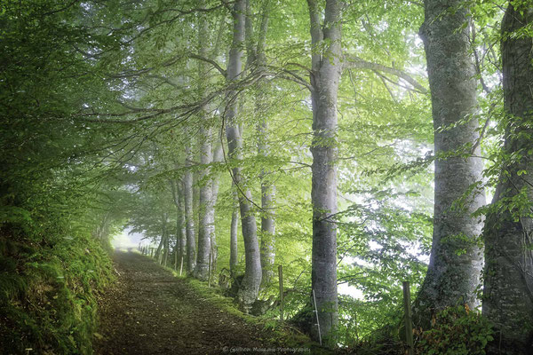 Un chemin sous les hêtres