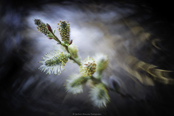 Chatons de saule