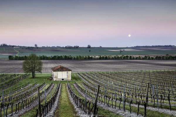Vignes de Saintonge