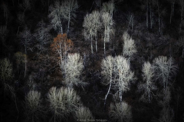 La forêt endormie