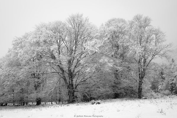 Hêtres sous la neige