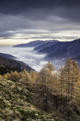 La forêt dorée