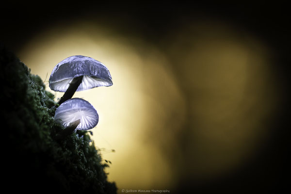 Naître dans l'ombre