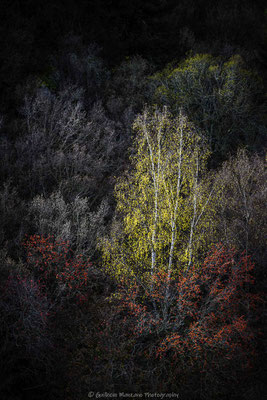 Aux couleurs catalanes