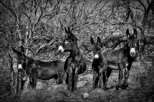 Donkeys gang