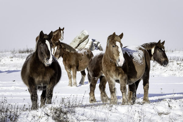 La famille cheval