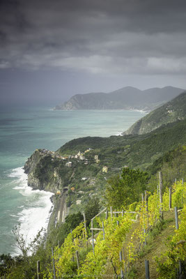 Vignes en balcon