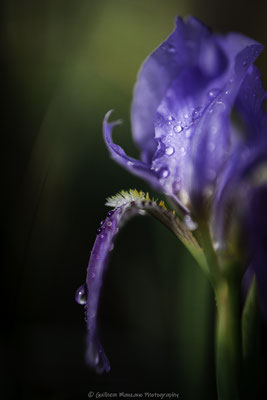 Iris de Provence 