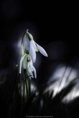 Les perces neige