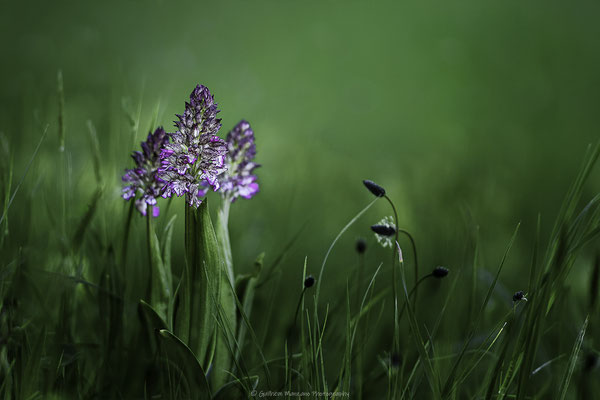 Orchis pourpré