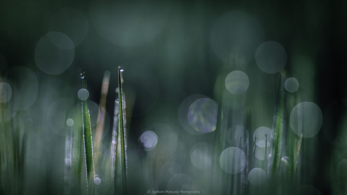 Le monde de l'herbe