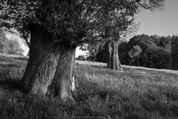 Aux pieds des anciens