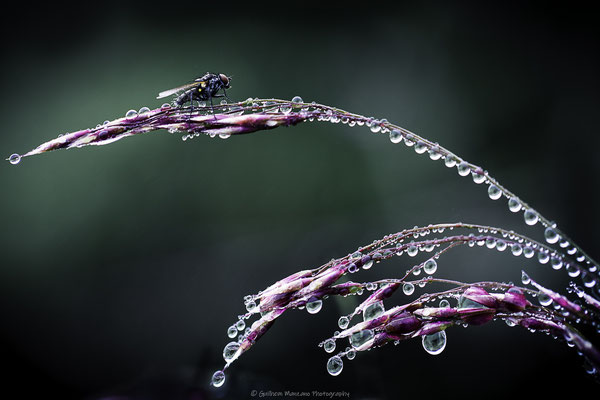 Sur des perles d'eau