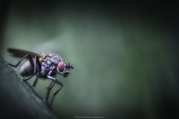 Jack the fly