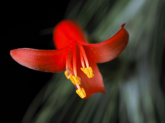 Tillandsia funckiana flower