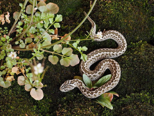 Juvenile female Steppe viper, Steppenotter, Vipera renardi
