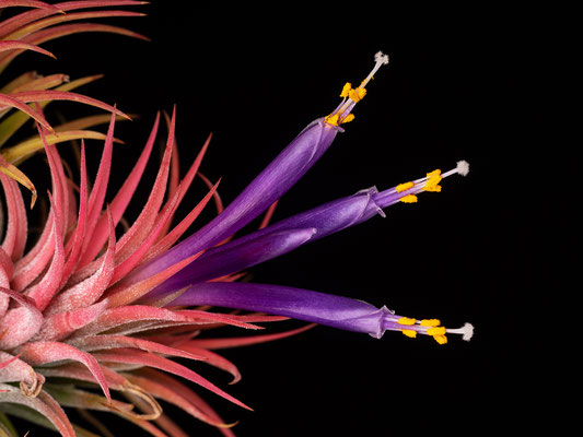 Tillandsia ionantha flower