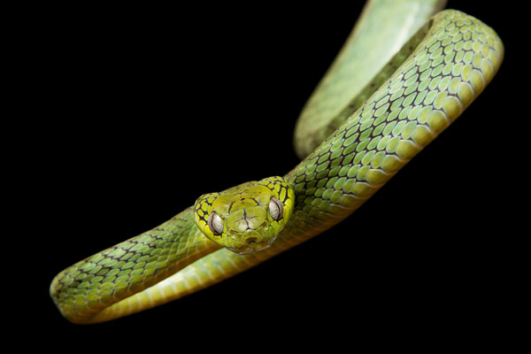 Boiga cyanea, Green cat snake, Grüne Katzennatter
