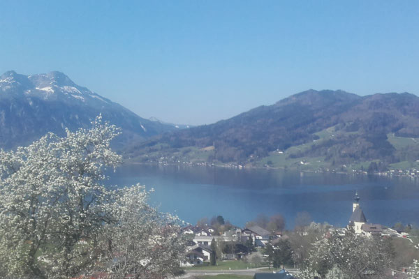 Birnbaumblüte vom Attersee-Chalet