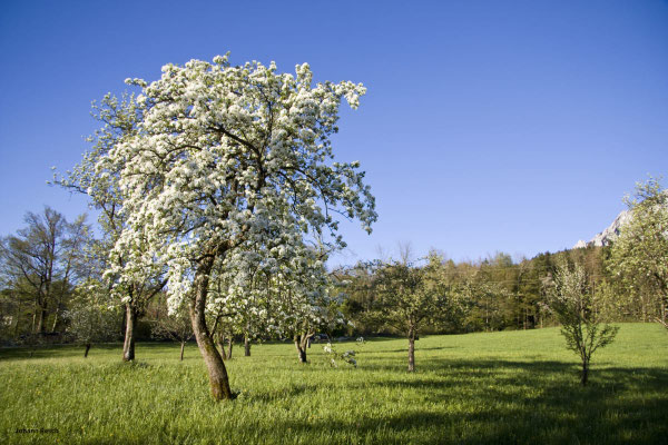 Birnbaumblüte im Naturpark