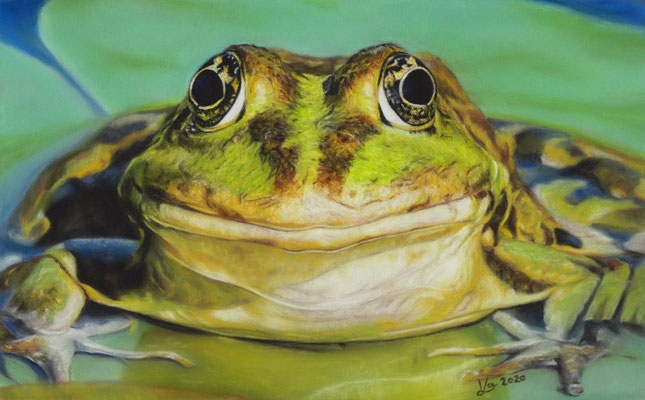 Frosch, 18 x 29 cm, Fotovorlage couleur