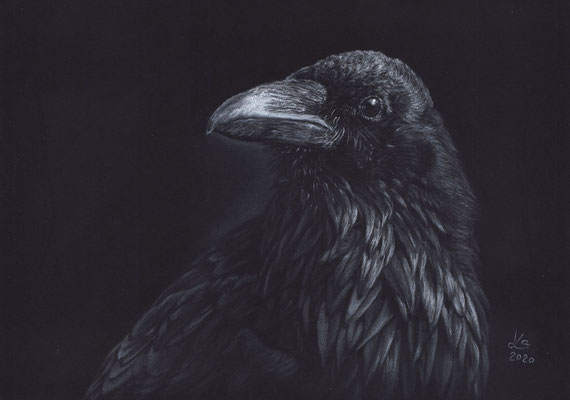 Rabe, weiße Kohle auf Fabriano Black, 20 x 30 cm, Fotovorlage Reb Kilde; SOLD - VERKAUFT