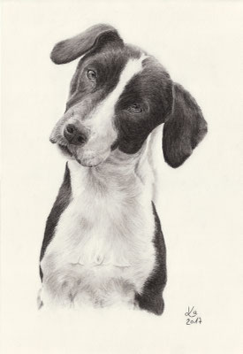 "Pipa", Kohlezeichnung, 28 x 40 cm