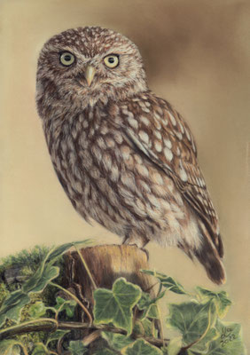 Steinkauz, 20 x 30 cm, Fotovorlage Gary Jones