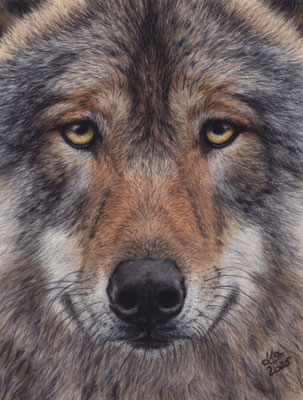 Wolfgesicht, 20 x 27 cm, Fotovorlage "ambquinn"