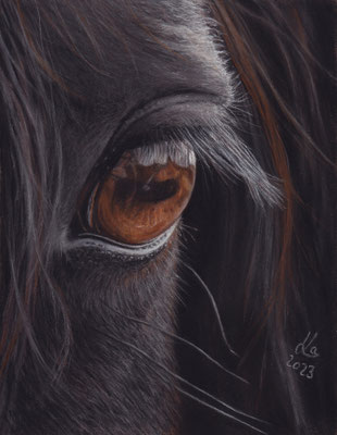 Auge eines Friesen,14 x 19 cm, reference photo Rebecca Scholz; SOLD - VERKAUFT